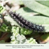 euphydryas aurinia3 larva6 novorossiysk1